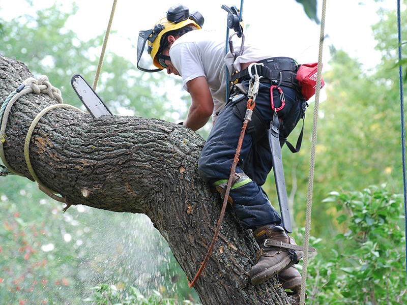 Local Certified Arborist