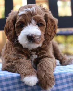 australian labradoodles