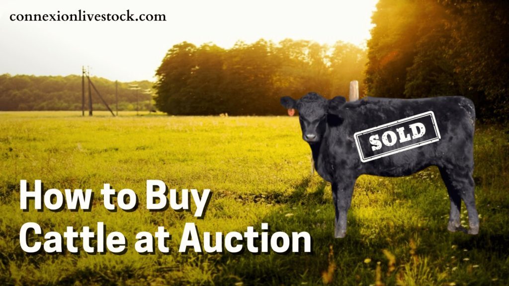 how to buy cattle from cattle for sale auction