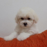 The Bichon Frise is a small, charming dog breed known