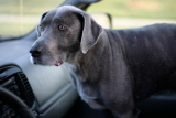 TOP Questions To Answer Before Travel With Pets!