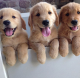 Golden Retrievers are a popular breed of dogs