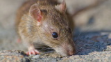 Rodent Control Services – Protecting Your Home and Health