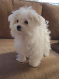 Maltese dogs generally have a relatively long lifespan.