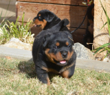 Puppies are typically considered to be in their puppyhood until they are around