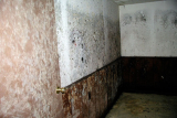 Get your Home Allergy Tested and Mold Free