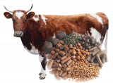 Cattle Feed Market is expected to grow at a CAGR of approximately 3% during 2018-2023