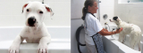 Dog Boarding San Marcos – The Paradise For Your Pet