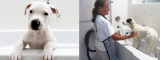 Top Reasons Why You Should Choose Dog Boarding San Marcos for Your Family Dog