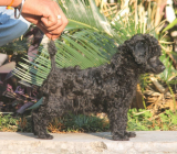 Poodles are renowned for their high intelligence and trainability.
