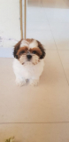 Here are some highlights about Shih Tzu for sale