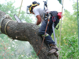 5 Best Things about Hiring Certified Arborist in 2019