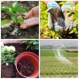 Revolutionizing Agriculture: Controlled Release Fertilizers Pave the Way for Sustainable Growth