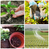 Controlled Release Fertilizers Market Size, Application, Growth – 2030
