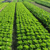 Elevating Harvests: The Impact of Innovative Plant Growth Promoter Products on Crop Yield