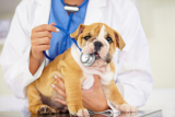 Pet Care Market is Witnessing Growth Owing to Technological Advancement and Plant-Based Food Product Innovation