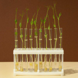 Unlocking Plant Potential: Harnessing the Power of Biostimulant Products