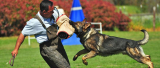Doberman Protection Training: Nurturing the Guardian Instincts