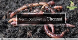 Vermicompost Manufacturer | SSVermicompost Industry