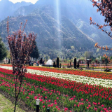 How to catch Kashmir beauty in your photo.
