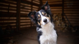 10 Benefits of Dog Daycare You Might Not Know About