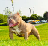 What Are the Most Popular Bully Breeders?