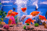 Facts About Guppies & Betta Fish