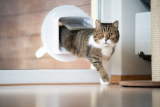 How to Install a Cat Flap: A Beginner’s Guide