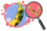 How Food Handlers Can Slash Bacteria to Safe Levels