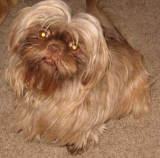 An online pet shop can be a convenient option for pet owners who want to purchase products