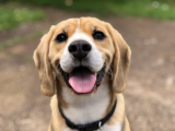 The History and Evolution of Dog Neckties