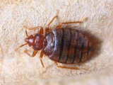 Bedbugknocker: Versatile Innovation for a Healthy Environment