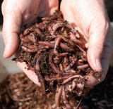 Vermicompost in chennai|Vermicompost manufacturers in Chennai